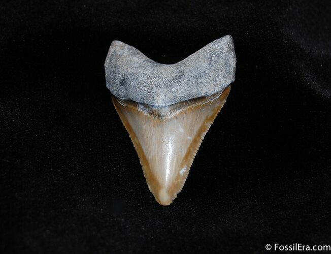 Megalodon Tooth - Sweet Coloration #125